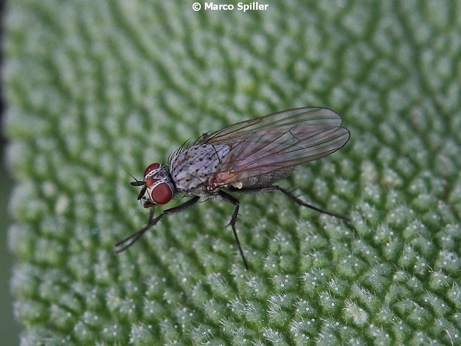 Anthomyiidae